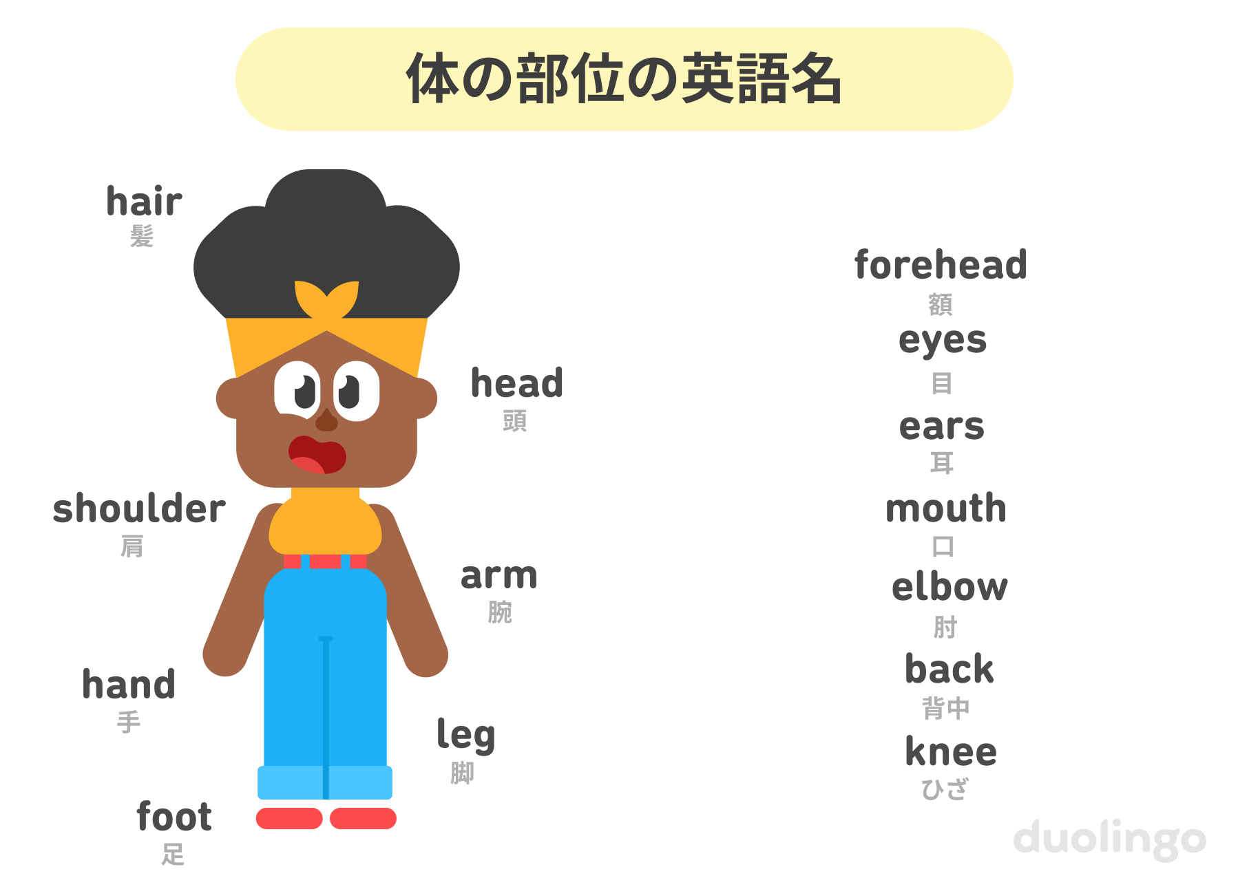 左側にはビーの全身のイラストが描かれ、体の各部位に英語と日本語の説明がついている。それぞれ「髪（hair）」「肩（shoulder）」「手（hand）」「足（foot）」「脚（leg）」「腕（arm）」「頭（head）」「額（forehead）」「目（eyes）」「耳（ears）」「口（mouth）」「肘（elbow）」「背中（back）」「膝（knee）」に相当する。イラストの上部には「体の部位の英語名」と書かれている。