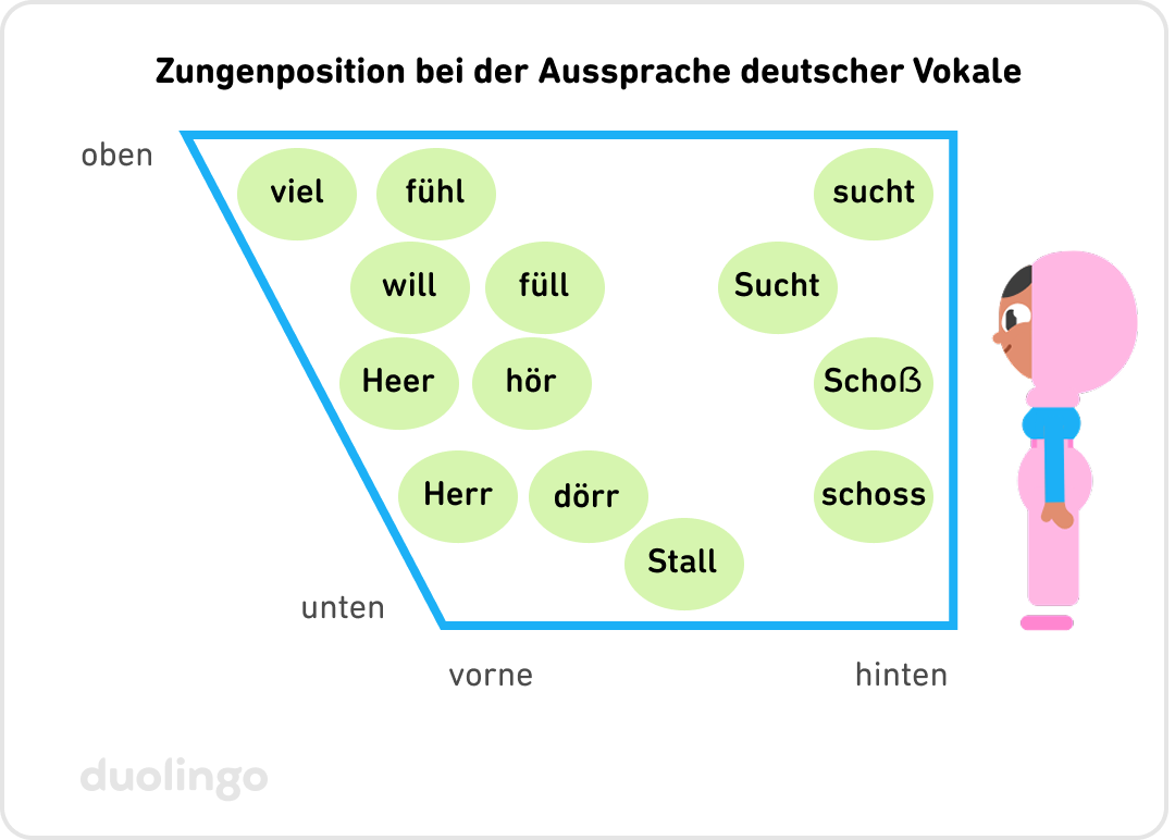 Zungenposition bei der Aussprache der Vokale im Standarddeutschen. Das Diagramm zeigt ein Trapez mit parallelen oberen und unteren Seiten, wobei die untere kürzer ist. Dies stellt den Mundraum dar: links befindet sich der vordere Teil des Mundes und rechts der hintere Teil. Sari steht in Seitenansicht rechts neben dem Diagramm und schaut nach links, also in Richtung Mundvorderseite. Links im Diagramm befinden sich 8 grüne Punkte, in denen jeweils steht (von oben nach unten): „viel“, „fühl“, „will“, „füll“, „Heer“, „hör“, „Herr“ und „dörr“. In der unteren Mitte steht „Stall“. Rechts im Diagramm sind (von oben nach unten) Punkte mit den Wörtern „sucht“, „Sucht“, „Schoß“ und „schoss“.