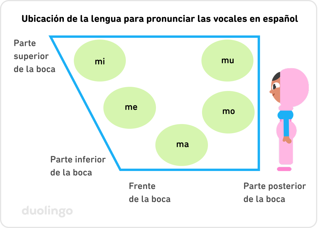 Ubicación de la lengua para pronunciar las vocales en español. Hay un diagrama de cuatro lados con un lado superior y uno inferior paralelos, pero la parte inferior es más corta que la superior; esto representa la boca, con la parte delantera de la boca a la izquierda y la parte posterior de la boca a la derecha. Junto al diagrama aparece Zari de perfil, mirando hacia la izquierda para coincidir con el diagrama (frente de la boca hacia la izquierda). Hay dos círculos verdes en el diagrama: uno en la parte superior izquierda con la etiqueta "meet" y otro justo debajo con la etiqueta "mit".