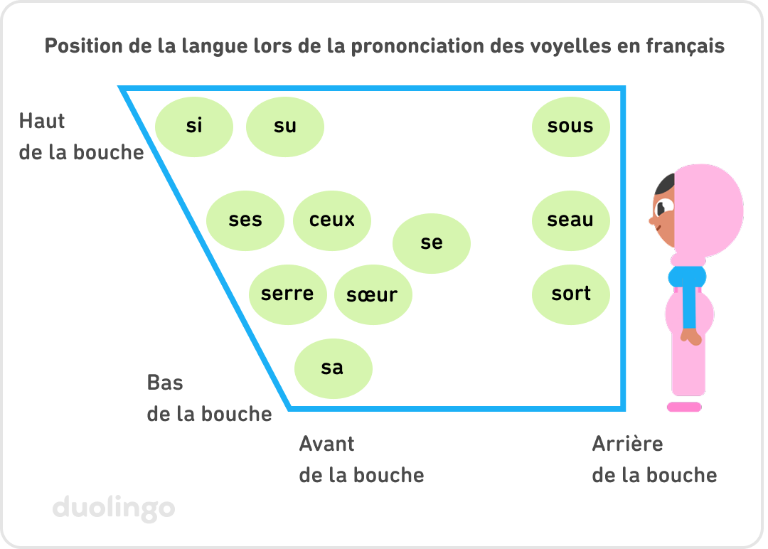 Schéma représentant la position de la langue lors de la prononciation des voyelles standard en français. Le schéma en forme de trapèze représente une bouche vue de profil : l’avant de la bouche est situé à gauche de l’image, et l’arrière de la bouche à droite de l’image. Zari, le personnage de Duolingo, se tient debout de profil à droite du trapèze. Elle regarde vers la gauche, dans le même sens que celui représenté par le trapèze. À gauche, on peut voir 7 cercles verts. En partant du premier cercle en haut, on lit « si » , « su » , « ses » , « ceux » , « serre » , « sœur »  et « sa » . Au centre du schéma, on peut voir le son « se » . À droite du schéma, en partant du haut, on lit « sous » , « seau »  et « sort » .