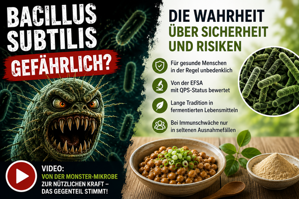 Ist Bacillus subtilis gefährlich?