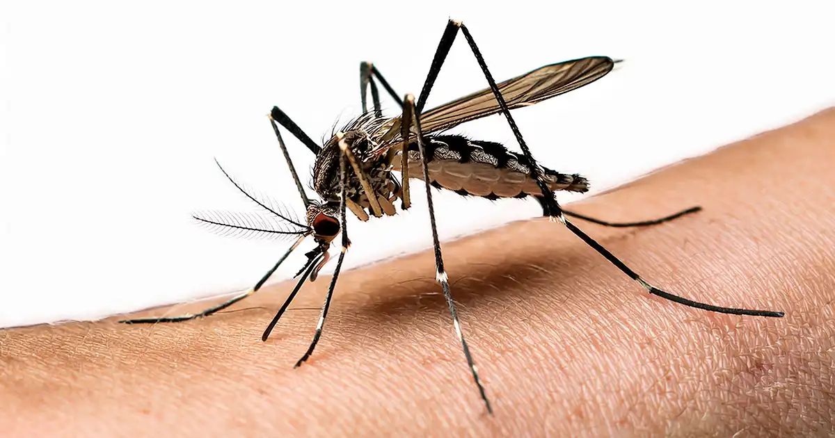 Medidas simples para se proteger dos mosquitos transmissores de doenças