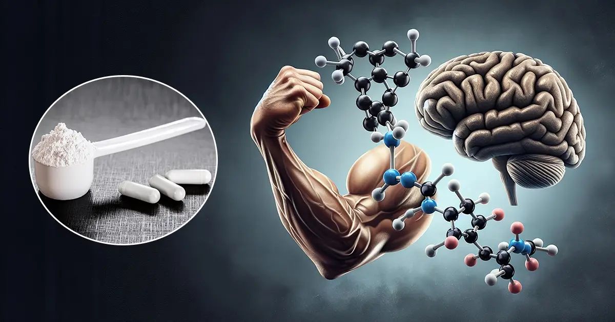 A creatina melhora a saúde e a função cerebral