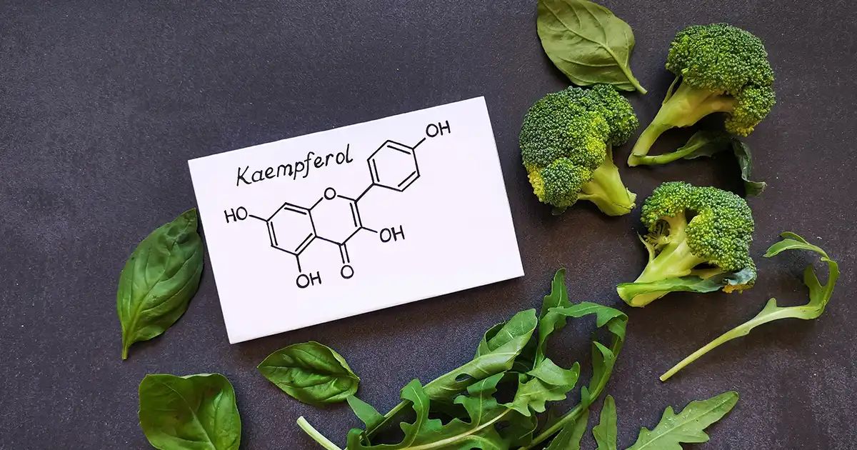 Kaempferol — Um potente flavonoide antialérgico
