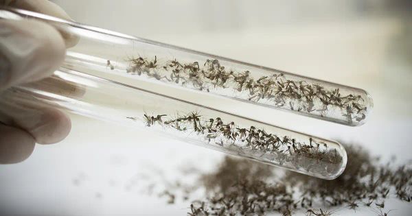 GMO pernilongos atualização de soltura