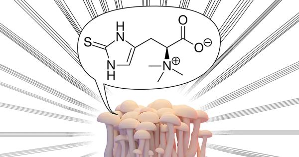 Uma potência de longevidade em forma de composto de cogumelo