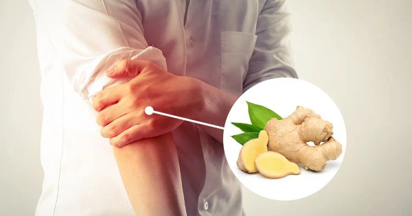 Um estudo sobre as propriedades anti-inflamatórias do gengibre