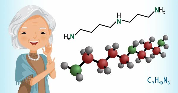 A fertilidade e a longevidade em humanos idosos podem ser aumentadas por esta molécula?