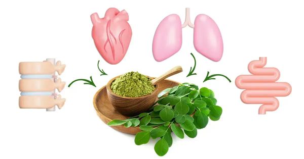 Da redução do açúcar no sangue a melhoria da saúde do coração: Os benefícios transformadores da moringa