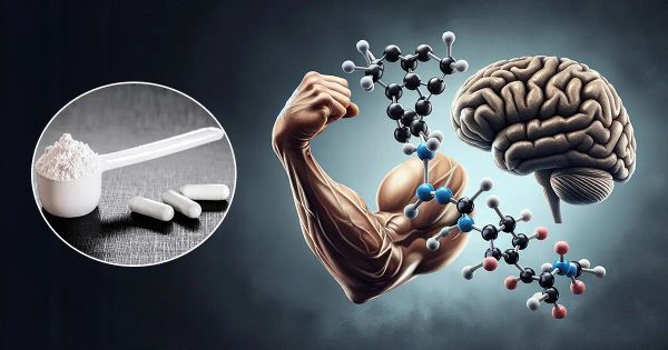 A creatina melhora a saúde e a função cerebral