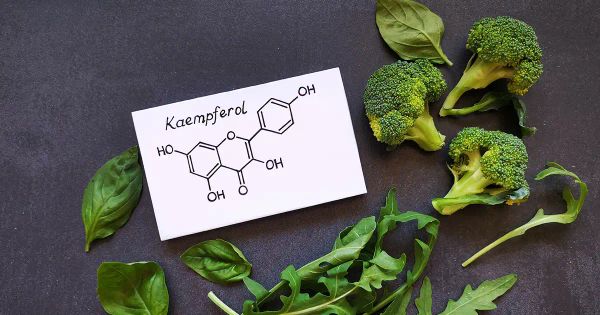 Kaempferol — Um potente flavonoide antialérgico