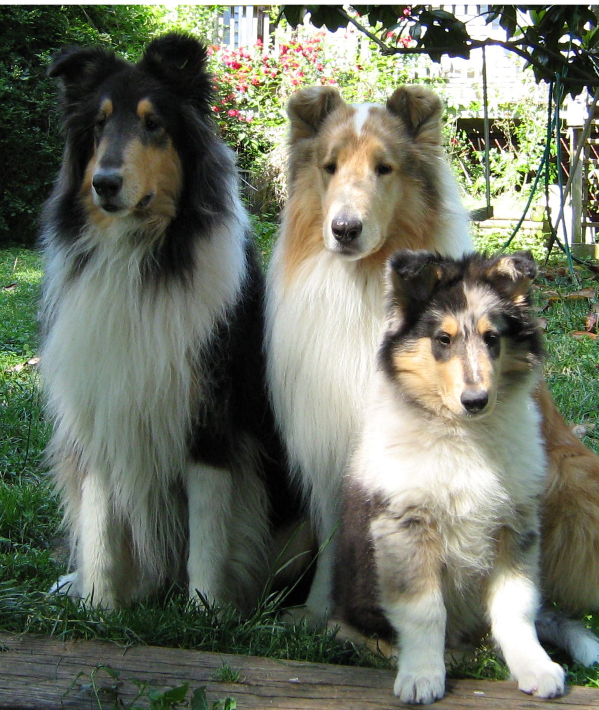 Three long coated collie dogs sitting in a tight group, very alert, and looking directly at viewer with flowers and leaves in background. Dog on right is black, tan and white, middle dog is orange and white, and puppy is blue merle and white.