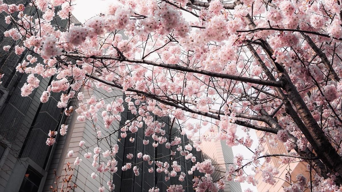 Os melhores lugares em Toronto para apreciar as flores de cerejeira