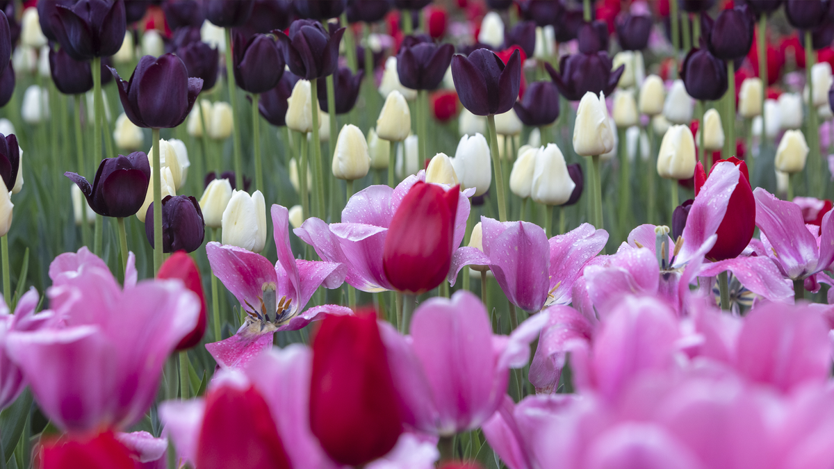 Maior festival de tulipas do mundo acontece em Ontário neste mês