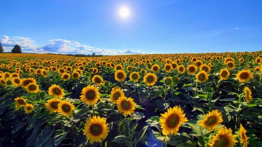 Fazenda exibe mais de 700 mil girassóis em festival de verão