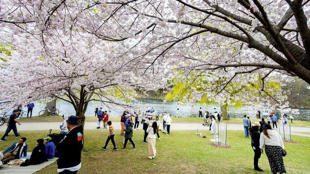 Cerejeiras do High Park entram na reta final da floração
