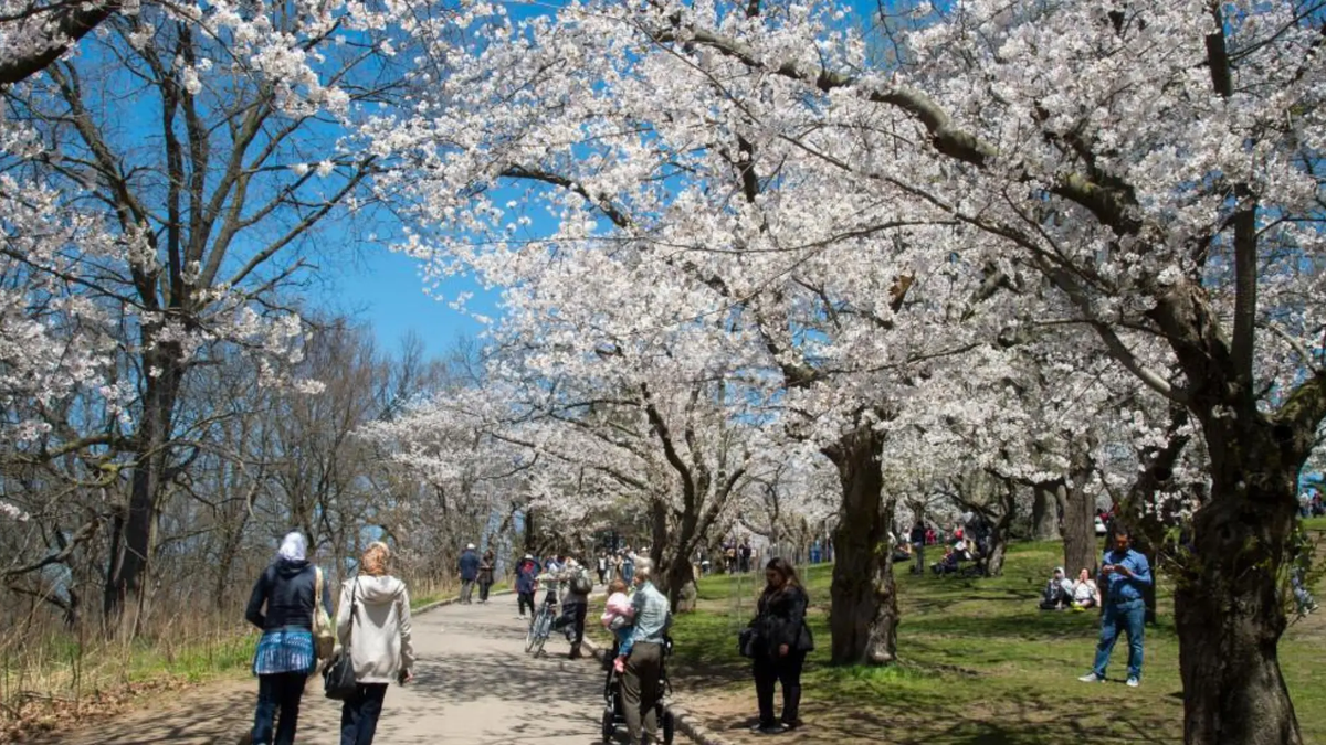 High Park recebe seu primeiro festival das cerejeiras com música e arte