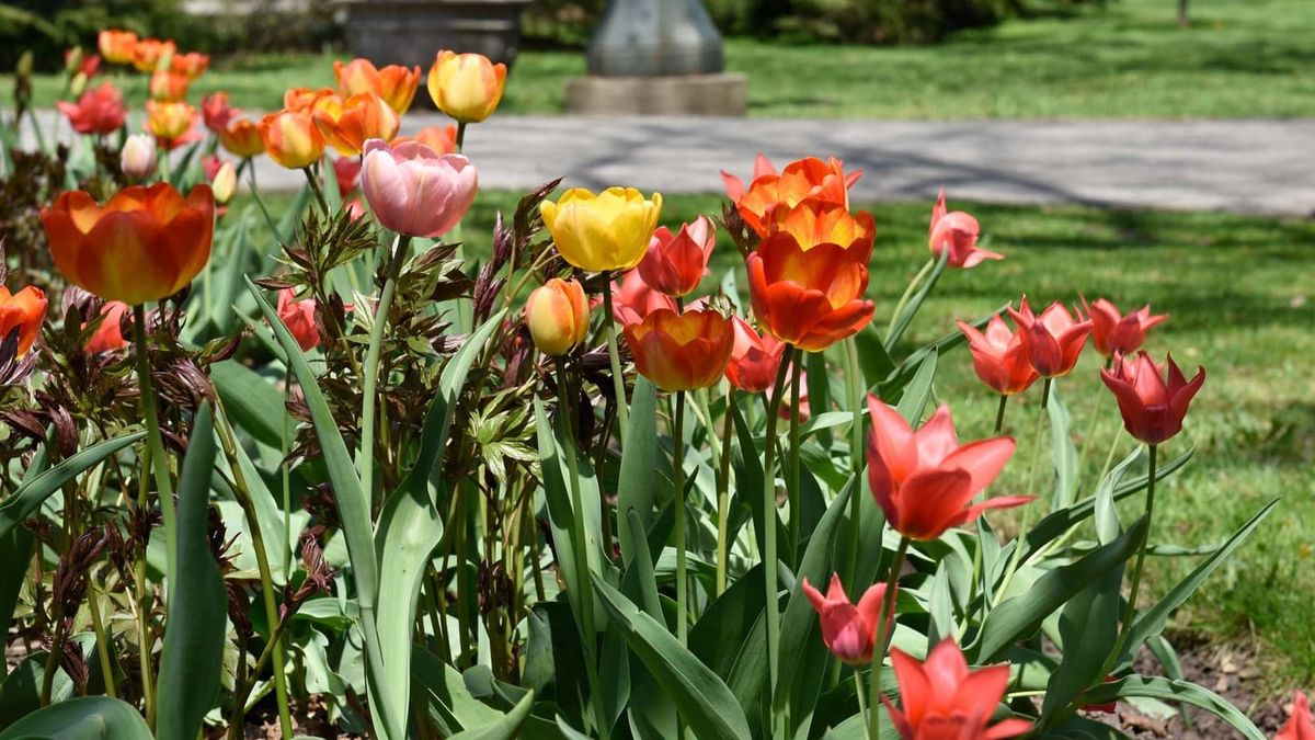 Tulipas, magnólias e cerejeiras já estão florescendo em Niagara Parks