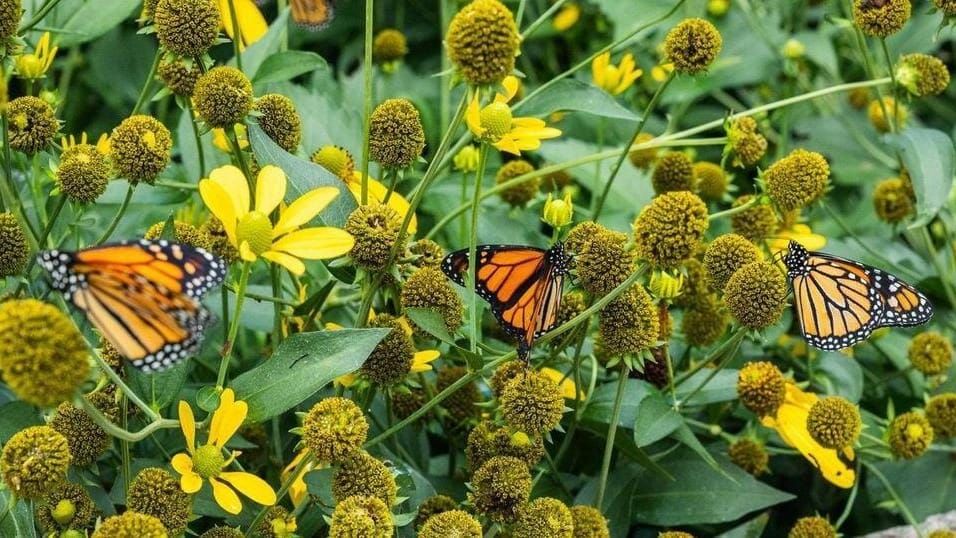 Majestic Monarchs oferece passeio educativo sobre borboletas em Niagara Falls