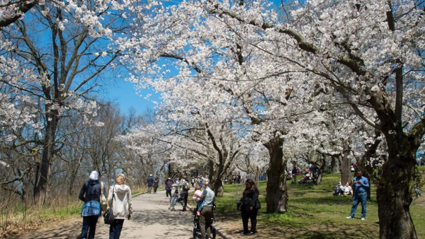 High Park recebe seu primeiro festival das cerejeiras com música e arte