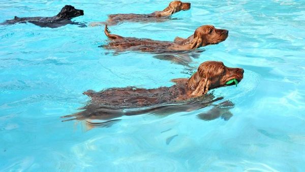Piscinas da cidade oferecem natação gratuita para cães neste fim de verão