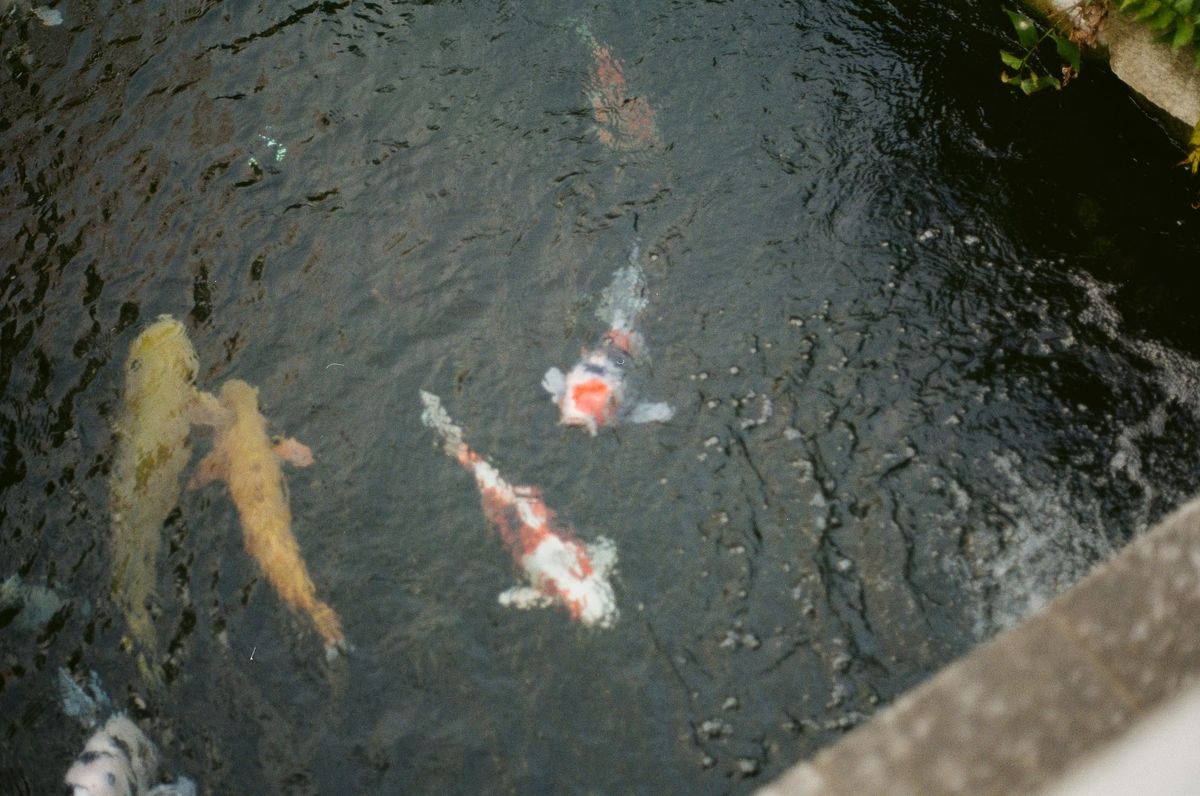 Down and Out in Legend of the River King