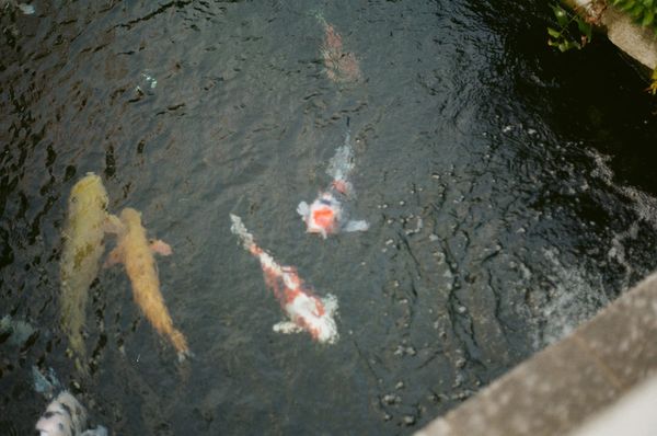 Down and Out in Legend of the River King