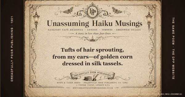 Unassuming Haiku Musings: Tufts of hair sprouting, / from my ears—of golden corn / dressed in silk tassels.