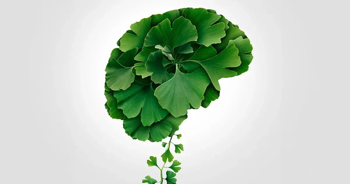 Wzmocnij swój mózg dzięki miłorzębowi japońskiemu