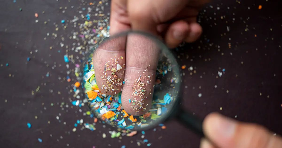 W jaki sposób mikroplastik gromadzi się w mózgu i innych organach?