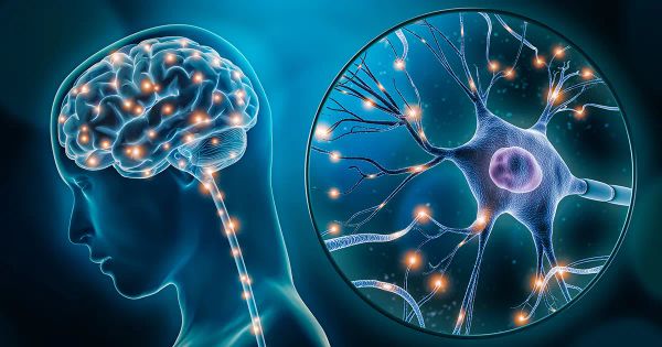 Pamięć nie ogranicza się tylko do mózgu