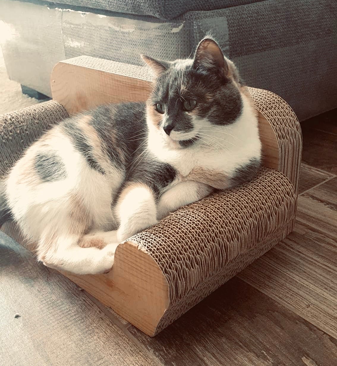 Une photo de mon chat tricolore sur son petit canapé en carton