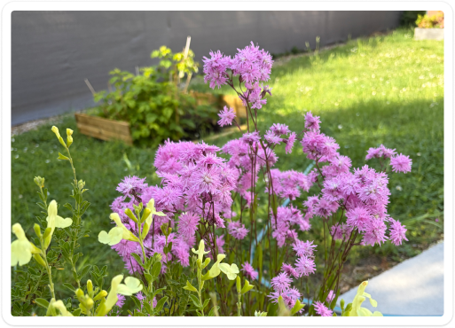 Pink and yellow flowers in the sunshine.