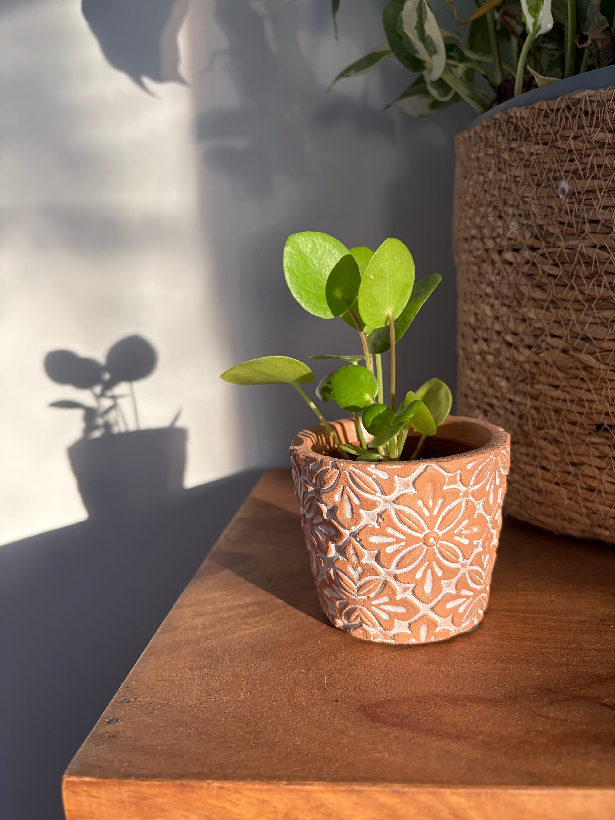 Jeune plante Pilea peperomioides aux feuilles rondes et vertes, plantée dans un pot en céramique terracotta posé sur un meuble en bois. La lumière  du soir projette l'ombre de la plante sur un mur.
