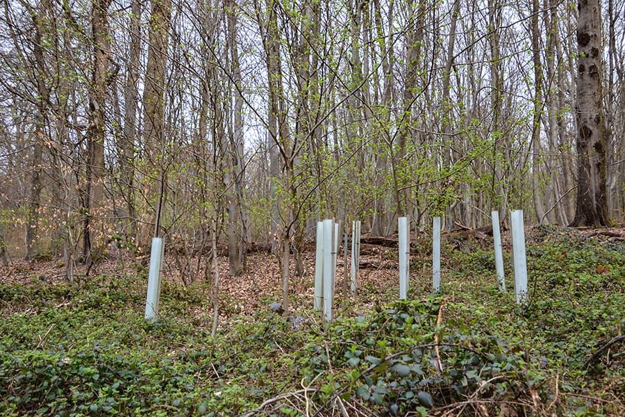 Les points d’appui, une alternative à la plantation en plein qui séduit