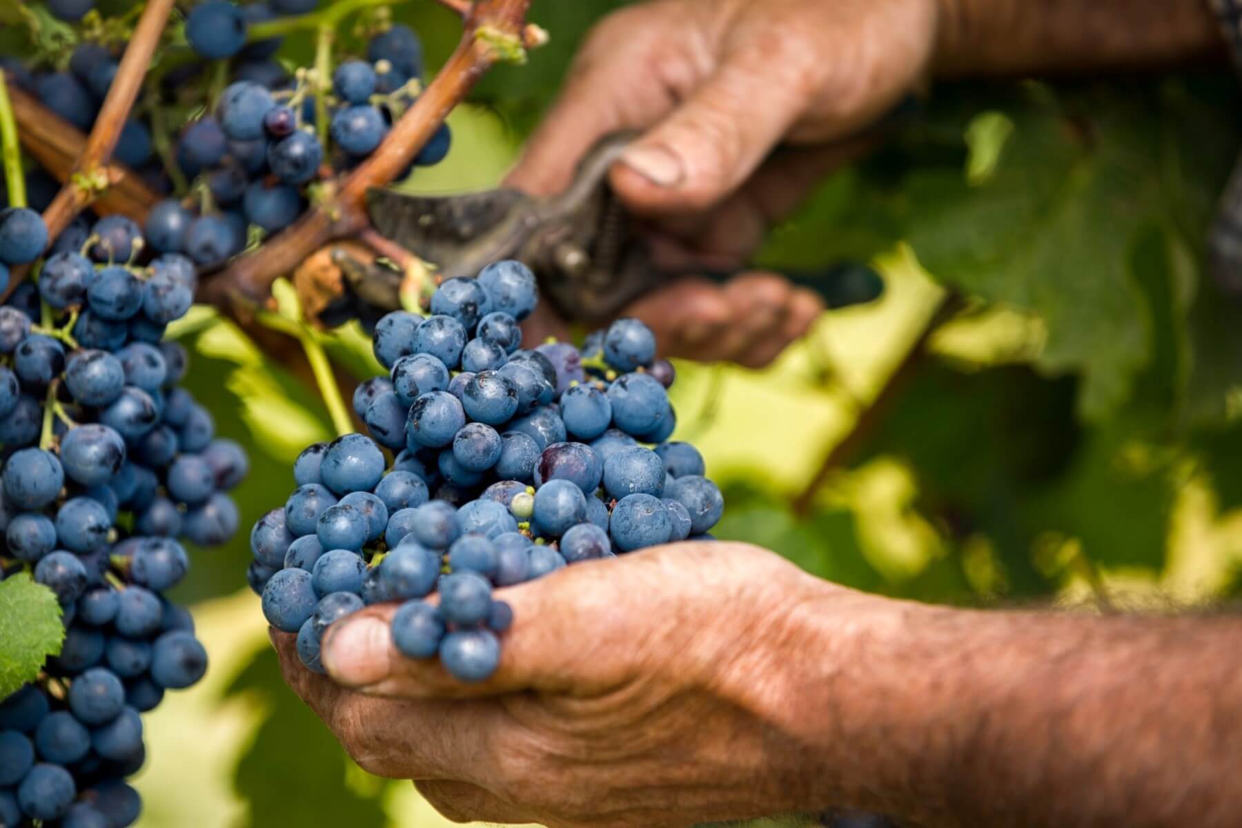 Wine harvest