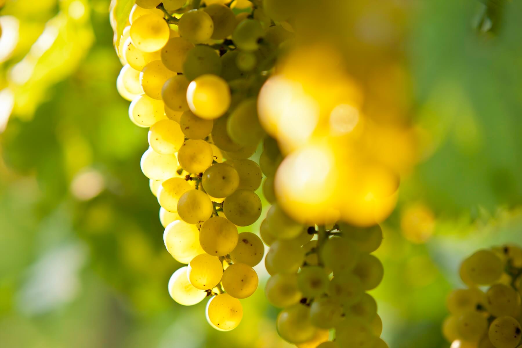Sauvignon Blanc -  What You Need To Know