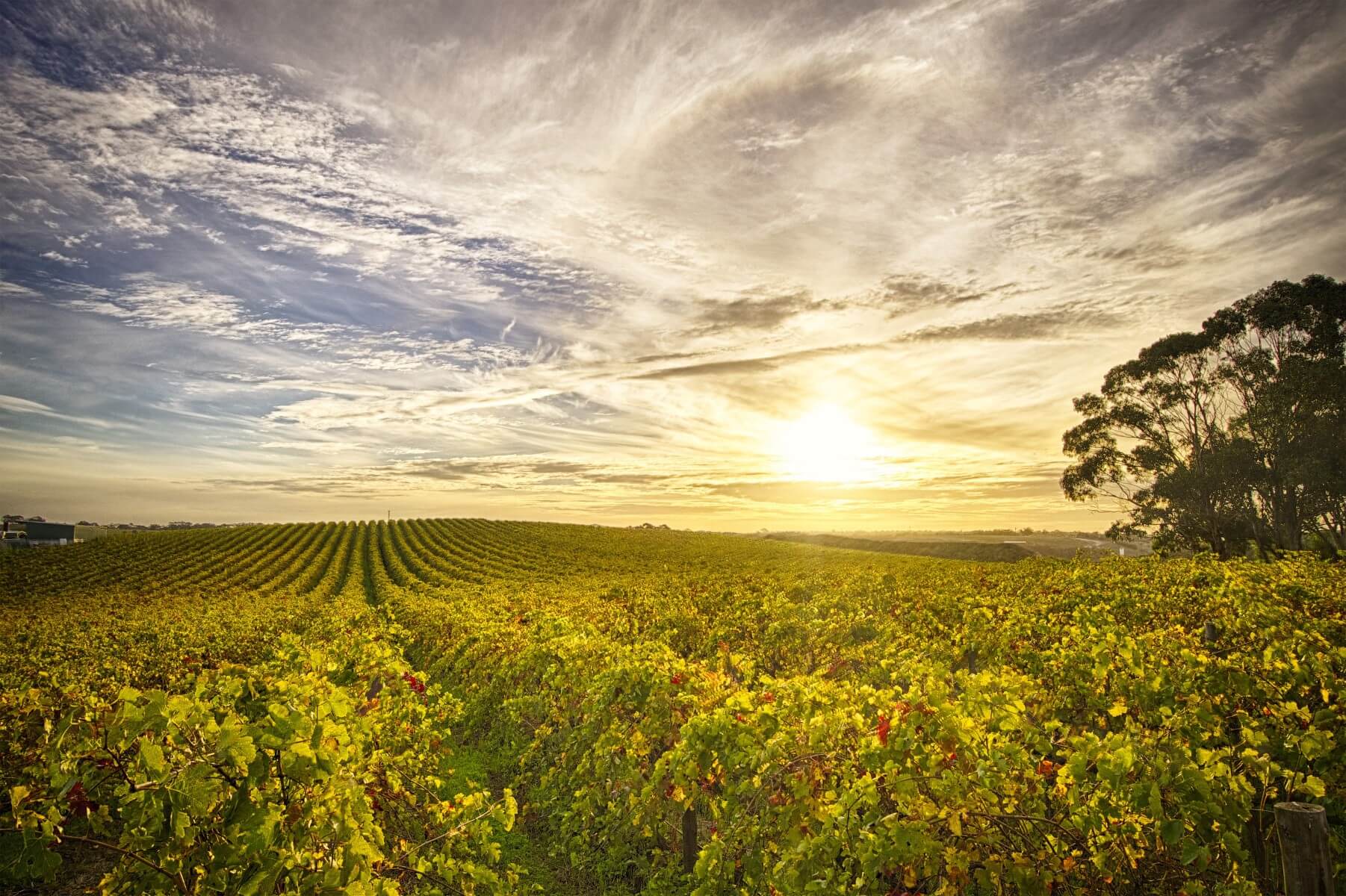 Five Wineries to Visit in McLaren Vale