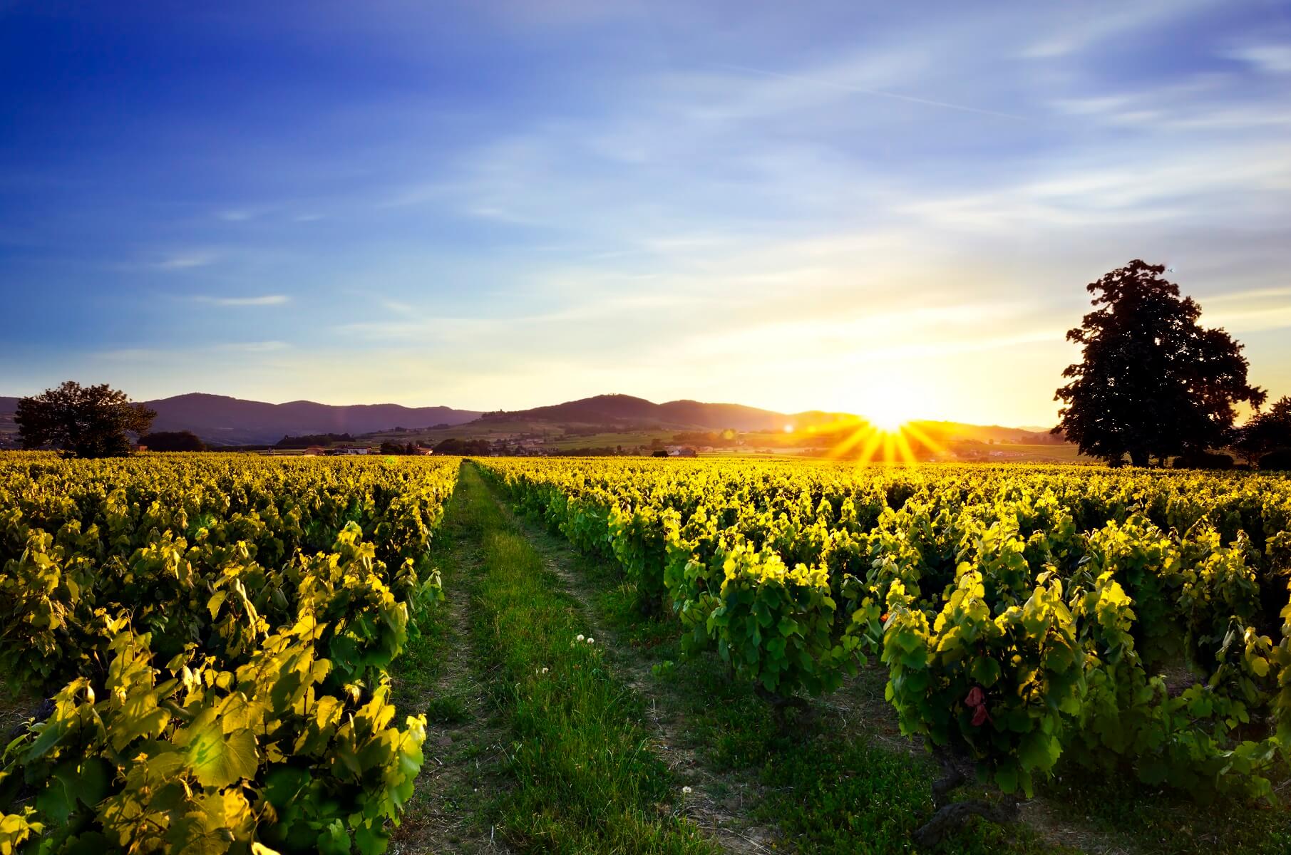 What is Terroir? And should we care?