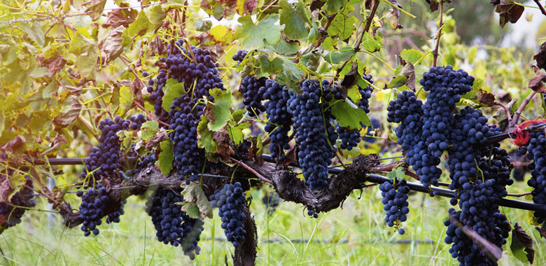 Queensland Made Wine! Is It a Thing? What You Should Know.