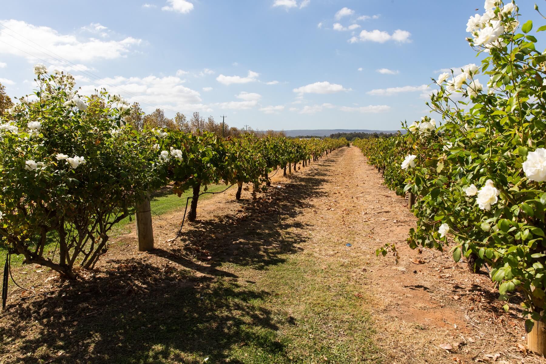 Depositphotos_44964035_original--1-