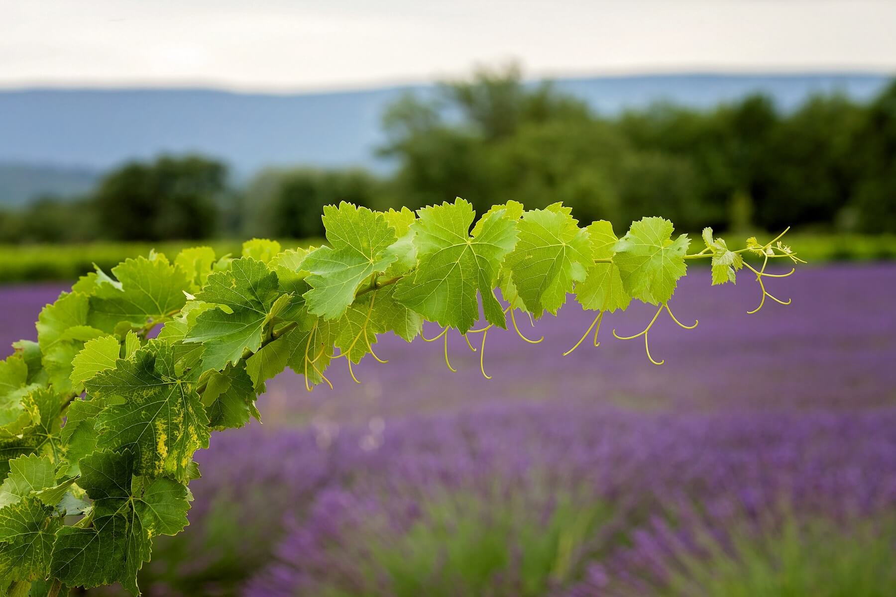 Sentier dans les vignes