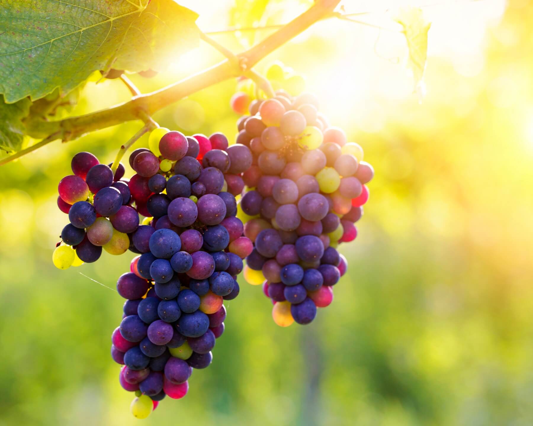 The Biggest Vineyard Risks Our Winemakers Face