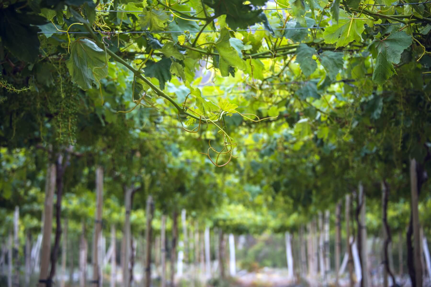 Viñedo de los Vientos