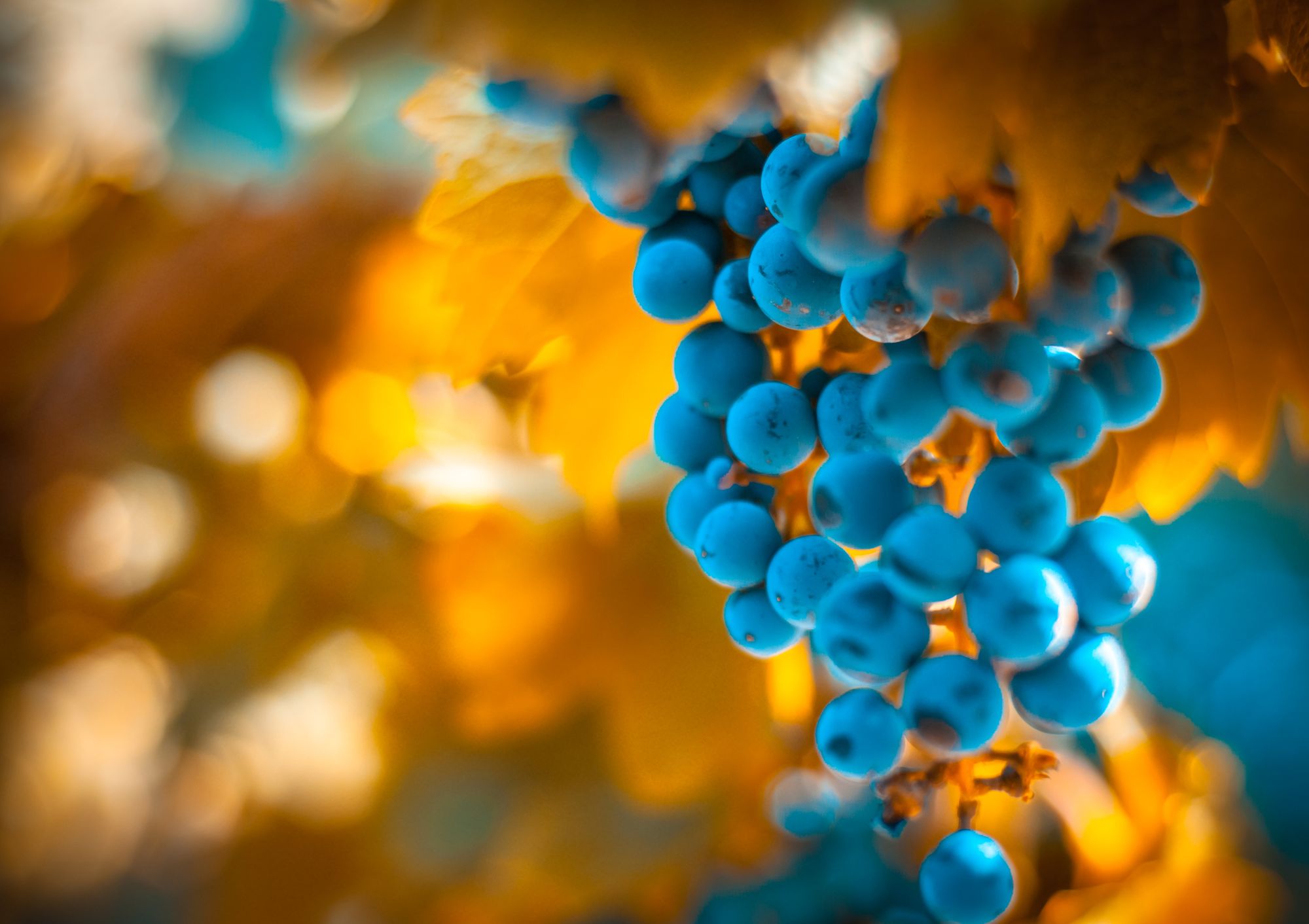 Depositphotos_33305783_xl-2015