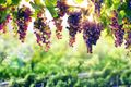 The 5 Most Underrated Grape Types