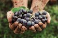 Organic, Vegan and Biodynamic Wines - What You Need to Know