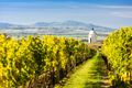 Five Up and Coming Wine Regions