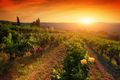 The New Generation - 5 Wine Production Methods You May Not Know