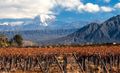 A Brief History of Argentina’s Wines